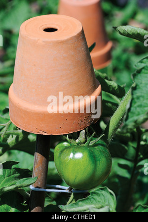 Tomate, Lycopersicon esculentum Banque D'Images