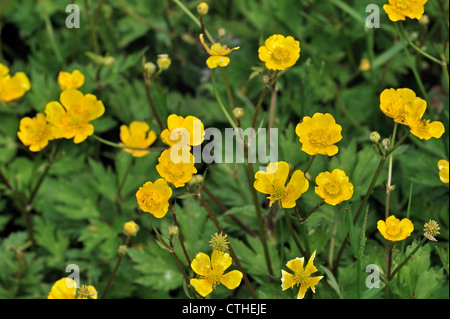 La renoncule rampante / Creeping crowfoot (Ranunculus repens) en fleurs Banque D'Images