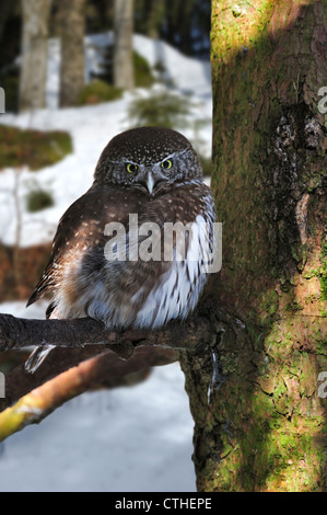 Chouette naine eurasien (Glaucidium passerinum) perché en sapin dans la neige en hiver, le Parc National de la forêt bavaroise, Allemagne Banque D'Images