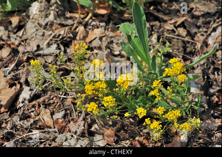 Or Alyssum / Basket of gold / Gold Dust / Goldentuft madwort Rock / alyssum Alyssum saxatile (/ Aurinia saxatilis) en fleurs Banque D'Images