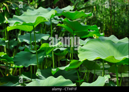 Lotus indien / Lotus Sacré / Bean de l'Inde (Nelumbo nucifera) tiges et feuilles, originaire d'Asie et l'Australie Banque D'Images