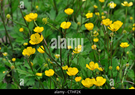 Renoncule des Prés / Tall renoncules (Ranunculus acris) en fleurs en prairie, Belgique Banque D'Images