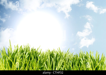 L'herbe mouillée vert ciel bleu soleil levant Banque D'Images