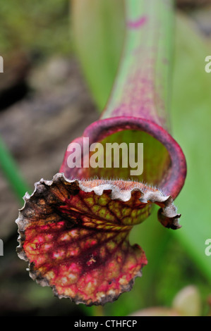 Trompette de la sarracénie carnivores Sarracenia Stevensii originaires d'Amérique du Nord, Etats-Unis Banque D'Images