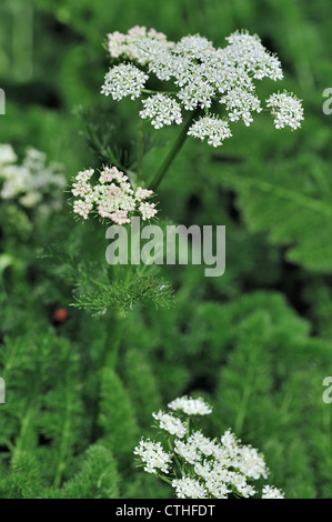 / Baldmoney Spignel / Meu (Meum athamanticum) en fleur, de l'Europe Banque D'Images