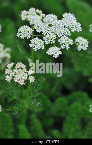 / Baldmoney Spignel / Meu (Meum athamanticum) en fleur, de l'Europe Banque D'Images