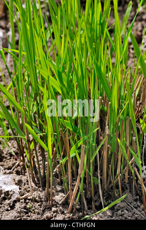 Le panic raide / tall panic / blackbent prairiegrass / tall (Panicum virgatum), originaire d'Amérique du Nord, Etats-Unis Banque D'Images