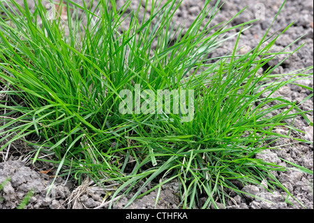 Tufted hair-grass / Tufted hair grass / Tussock grass (Deschampsia cespitosa), native to North America, USA Banque D'Images