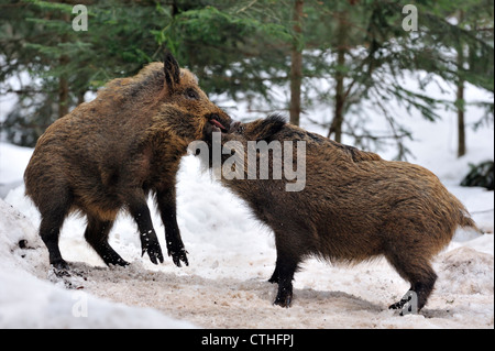 Agressif deux sangliers (Sus scrofa) combats dans la neige en hiver dans une forêt de pins Banque D'Images