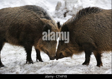 Agressif deux sangliers (Sus scrofa) dans la neige en hiver article nez à nez avant de combattre vigoureusement Banque D'Images