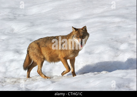 Portrait d'/ loup gris (Canis lupus) dans la neige en hiver, le Parc National de la forêt bavaroise, Allemagne Banque D'Images