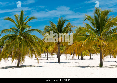 Palmiers sur la plage Sirena, Cayo Largo del Sur, Cuba Banque D'Images