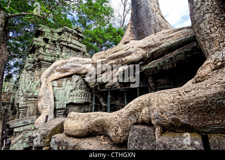 Figuier géant Ta Phrom temple à Angkor Wat, au Cambodge, l'Asie, Banque D'Images