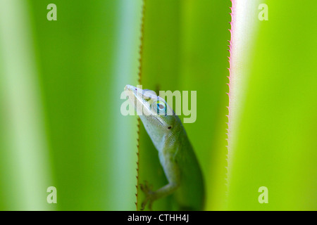 Un anole vert est un lézard arboricole situé sur l'île de Kauai, Hawaii, USA. Banque D'Images