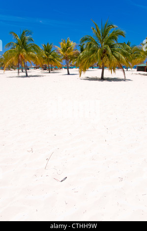 Palmiers sur la plage Sirena, Cayo Largo del Sur, Cuba Banque D'Images