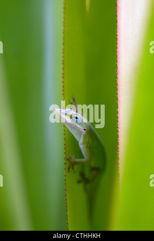 Un anole vert est un lézard arboricole situé sur l'île de Kauai, Hawaii, USA. Banque D'Images