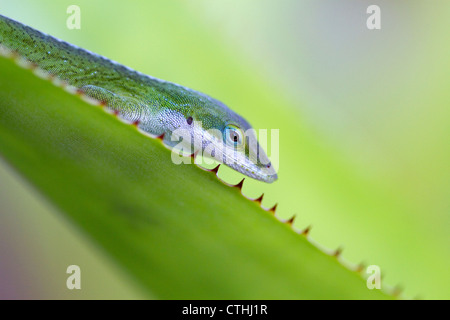 Un anole vert est un lézard arboricole situé sur l'île de Kauai, Hawaii, USA. Banque D'Images