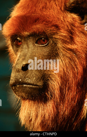 Les singes hurleurs rouge bolivien Banque D'Images