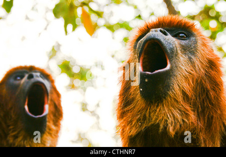 Les singes hurleurs rouge bolivien Banque D'Images