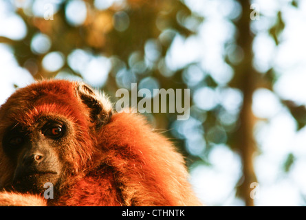 Les singes hurleurs rouge bolivien Banque D'Images