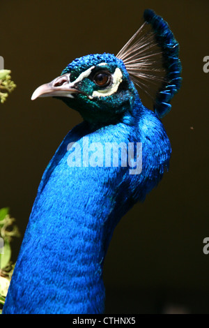 Détail de la tête de paon close-up Pavo Paons Banque D'Images