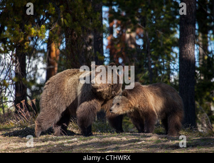 Mère grizzli et son petit regarder à une distance sûre. Banque D'Images