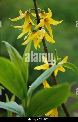 Fleurs et feuilles jaune forsythia détail contre un arrière-plan vert au printemps Banque D'Images