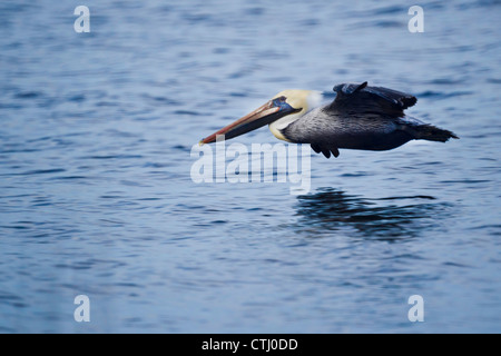 Pélican brun Banque D'Images