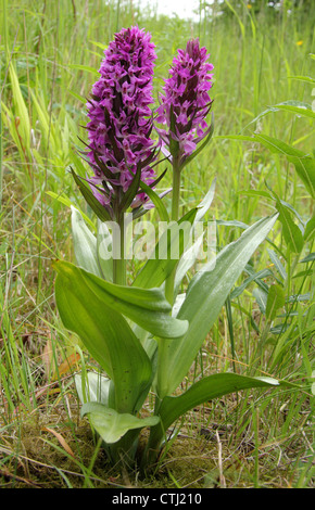 Marais du sud sauvage (Dactylorhiza praetermissa orchidées), Derbyshire, Royaume-Uni Banque D'Images