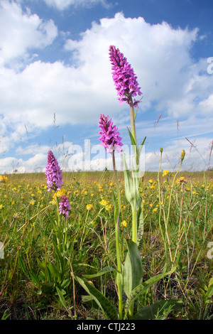 La commune (Dactylorhiza fuchsii orchidées), poussant dans une prairie sur sol mince sur fond de calcaire, Derbyshire, Royaume-Uni Banque D'Images