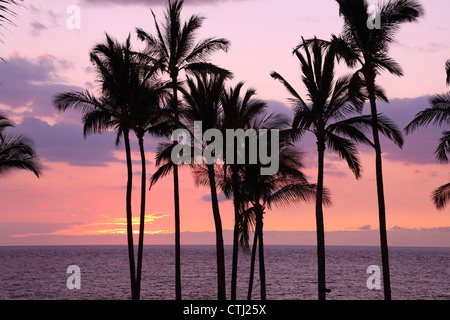 Palmiers au coucher du soleil, New York Banque D'Images