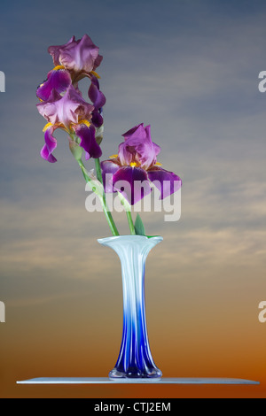 Deep Purple Bouquet de fleurs iris Banque D'Images