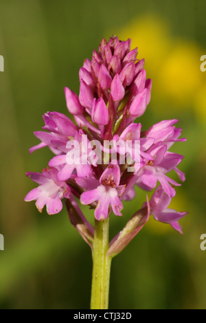 Détail/close-up/macro ; floraison sauvage orchidée pyramidale de spike (Anacamptis pyramidalis), Derbyshire;UK Banque D'Images