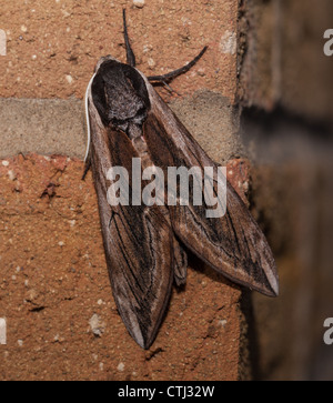 Privet hawk moth sur le mur avec des ailes fermées Banque D'Images