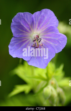 Géranium sanguin (geranium pratense Meadow) floraison dans un pré en été, Derbyshire, Royaume-Uni Banque D'Images