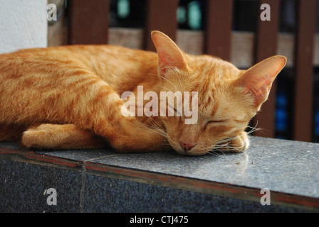 Dormir chat jaune Banque D'Images