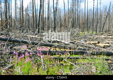 Restes des feux de forêt Fleurs Parc National de Yellowstone au Wyoming WY Banque D'Images