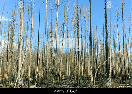 Restes des feux de forêt du parc national de Yellowstone, Wyoming WY Banque D'Images