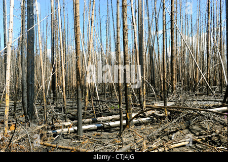 Restes des feux de forêt du parc national de Yellowstone, Wyoming WY Banque D'Images