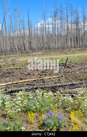 Restes des feux de forêt Fleurs Parc National de Yellowstone au Wyoming WY Banque D'Images