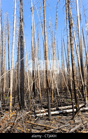 Restes des feux de forêt du parc national de Yellowstone, Wyoming WY Banque D'Images