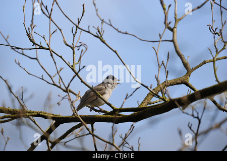 Blackcap (Sylvia atricapilla) Mâle chantant dans un arbre au printemps Banque D'Images