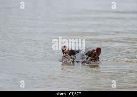 - Hippopotame Hippopotame (Hippopotamus amphibius) Nager dans le lac Baringo au Kenya - Afrique de l'Est Banque D'Images