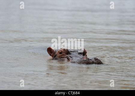 - Hippopotame Hippopotame (Hippopotamus amphibius) Nager dans le lac Baringo au Kenya - Afrique de l'Est Banque D'Images