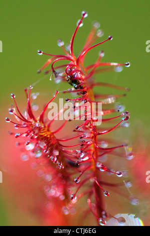 Oblong-leaved sundew UK Banque D'Images