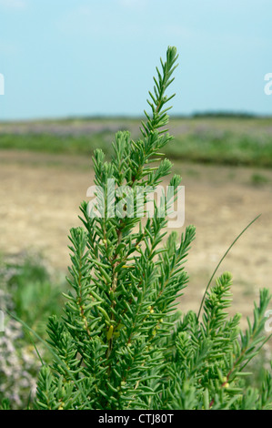 Mer-BLITE ARBUSTIVES Suaeda vera (Chenopodiaceae) Banque D'Images