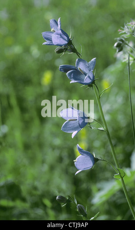 PEACH-LEAVED BELLFLOWER Campanula persicifolia (Campanulaceae) Banque D'Images