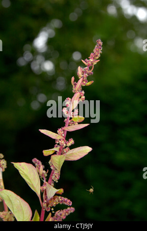 De nombreuses graines CHÉNOPODE Chenopodium polyspermum (Chenopodiaceae) Banque D'Images