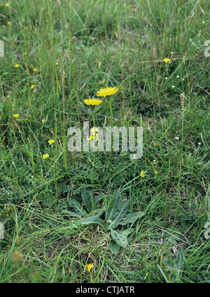 L'oreille du félin tacheté Hypochaeris maculata (Asteraceae) Banque D'Images