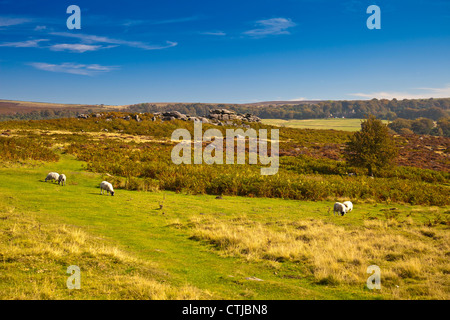 Moutons dans le champ du Saint-Laurent - fait partie de la National Trust Estate Longshaw dans le parc national de Peak District Derbyshire Banque D'Images